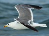 Larus armenicus